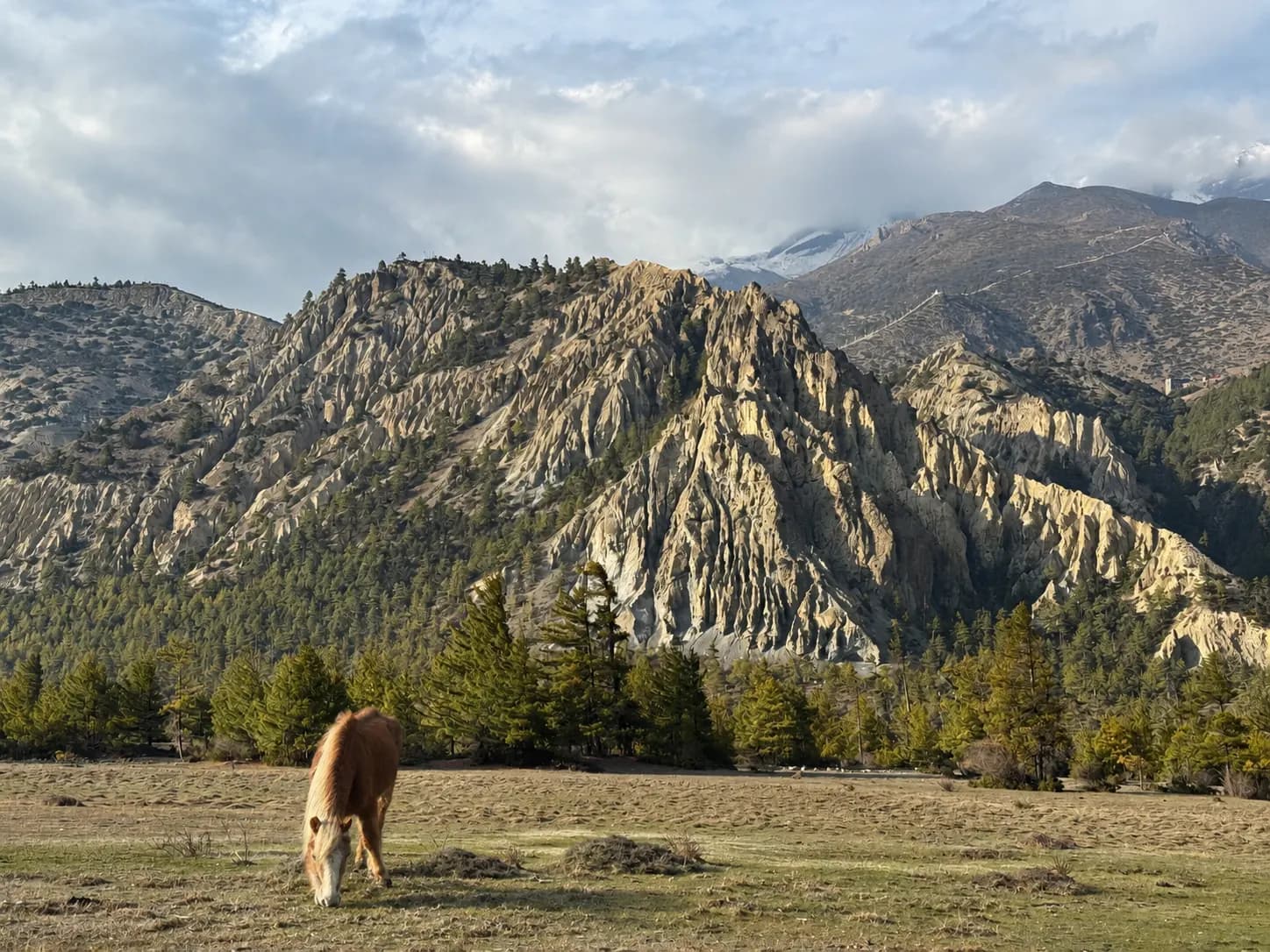 A horse grazing below eroded cliffs and pine forest in the Manang valley