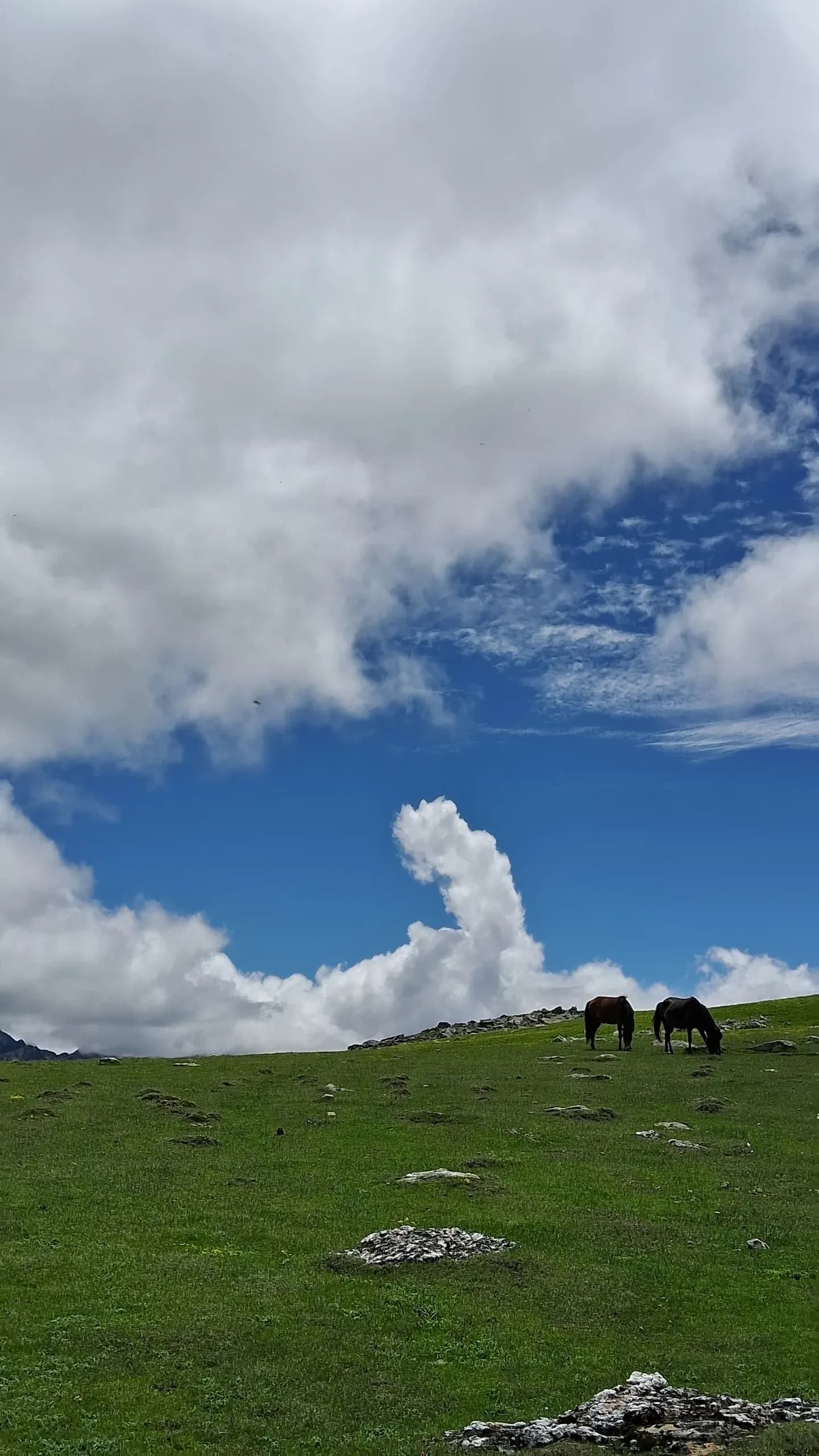 Two horses grazing on the open Bukipatan meadows above Dhorpatan