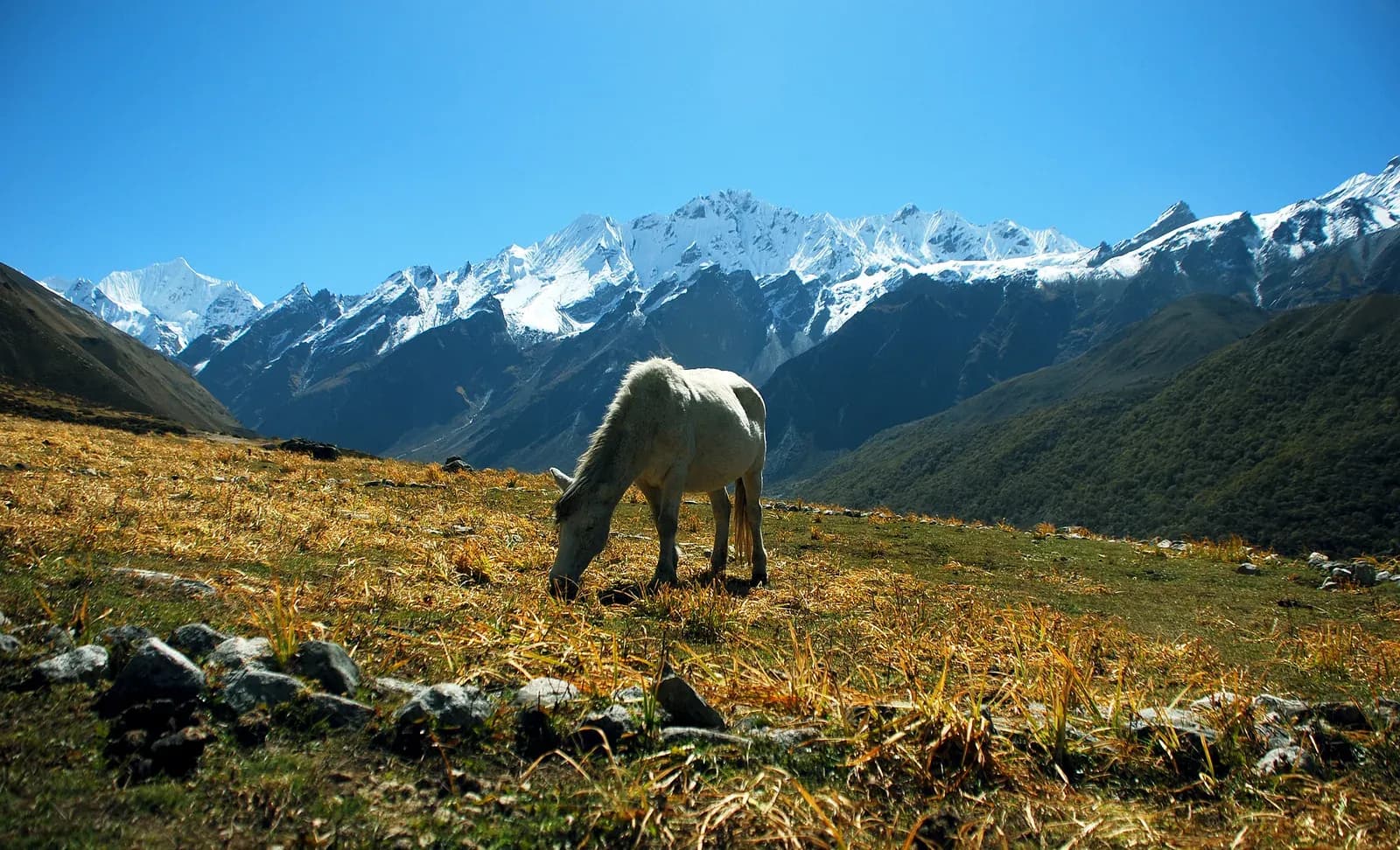 Descent through the Langtang Valley from Kyanjin Gompa toward Lama Hotel.