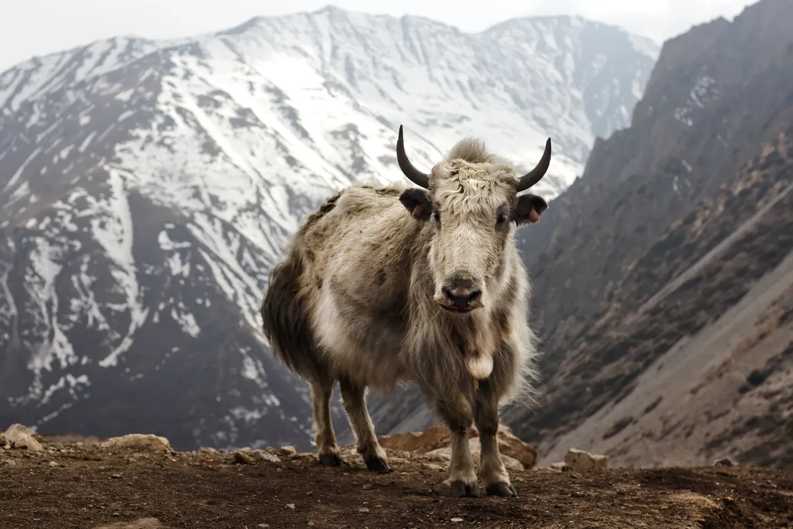 Bos grunniens at Letdar on Annapurna Circuit near Yak Kharka high pasture, yaks on the Annapurna Circuit trek in Nepal