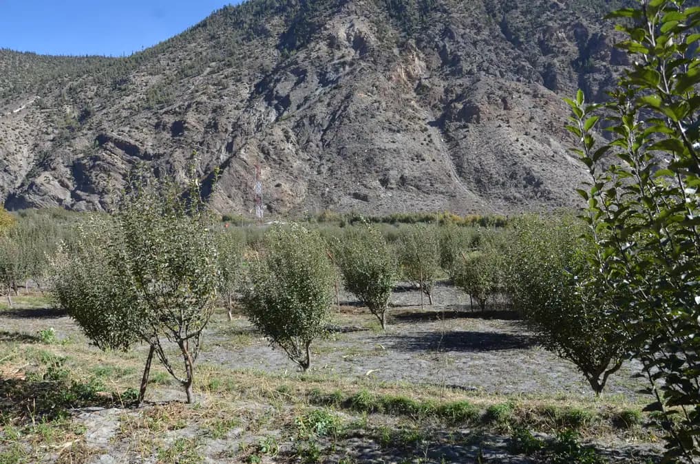 Apple orchards at Marpha beneath dry Mustang hills near Jomsom.