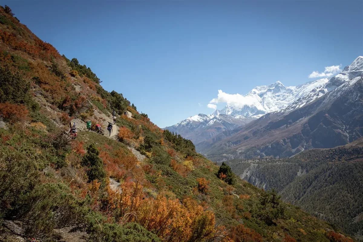 Autumn-colored shrubs and forested slopes below snow peaks on the approach towards Yak Kharka.