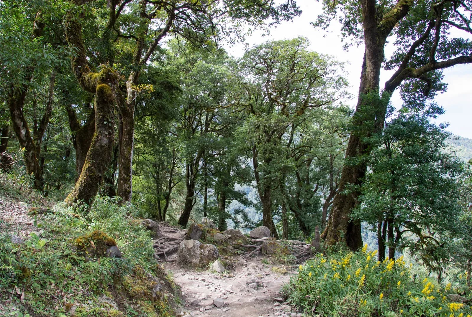 Forest on climb to Timang near Dharapani to Chame, Timang and Manaslu views on the Tilicho Lake trek in Nepal