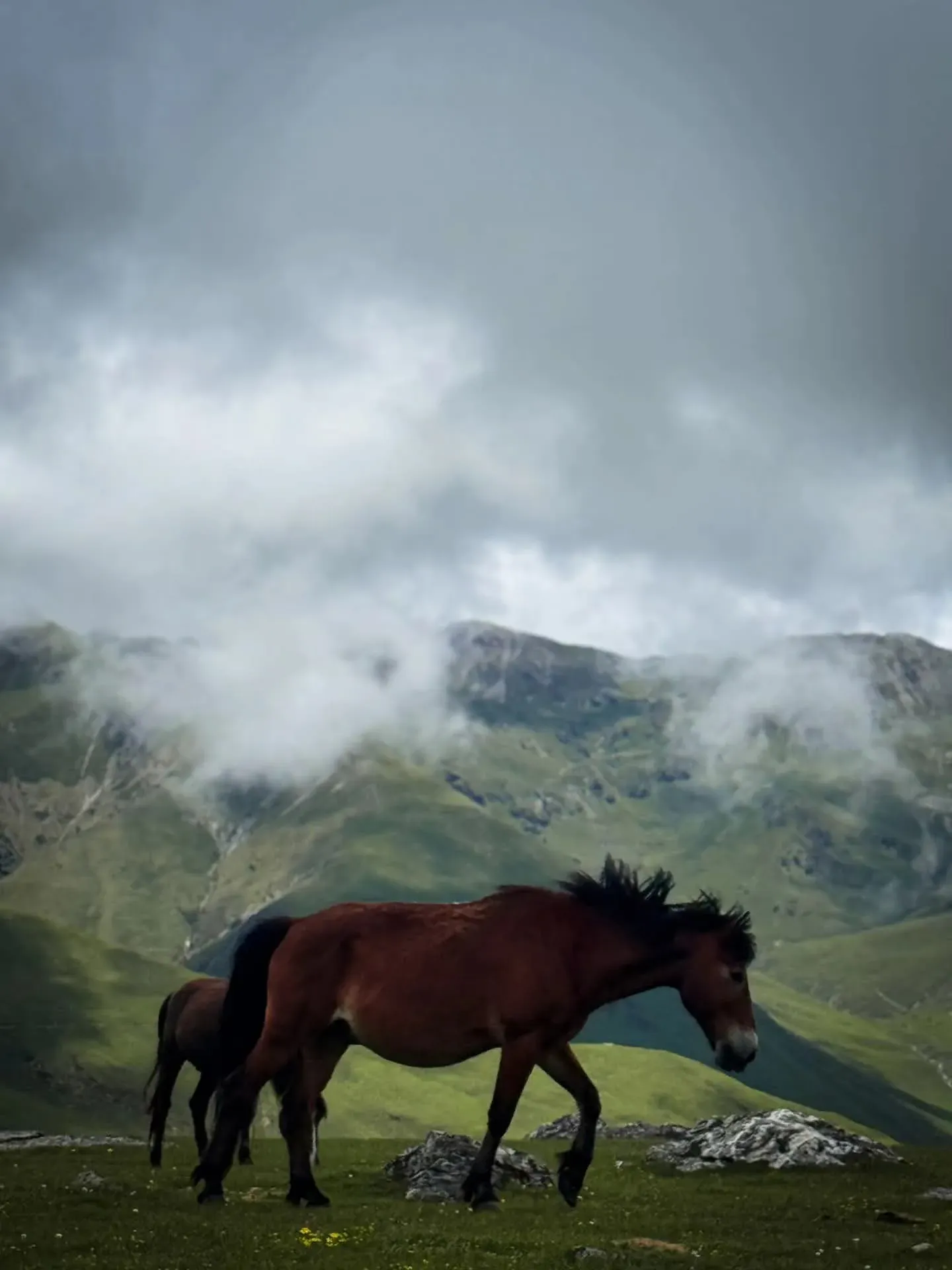 Bay horse walking across the Bukipatan pastures as cloud drifts over the ridge